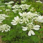 White Lace Flower