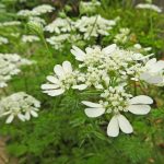 White Lace Flower