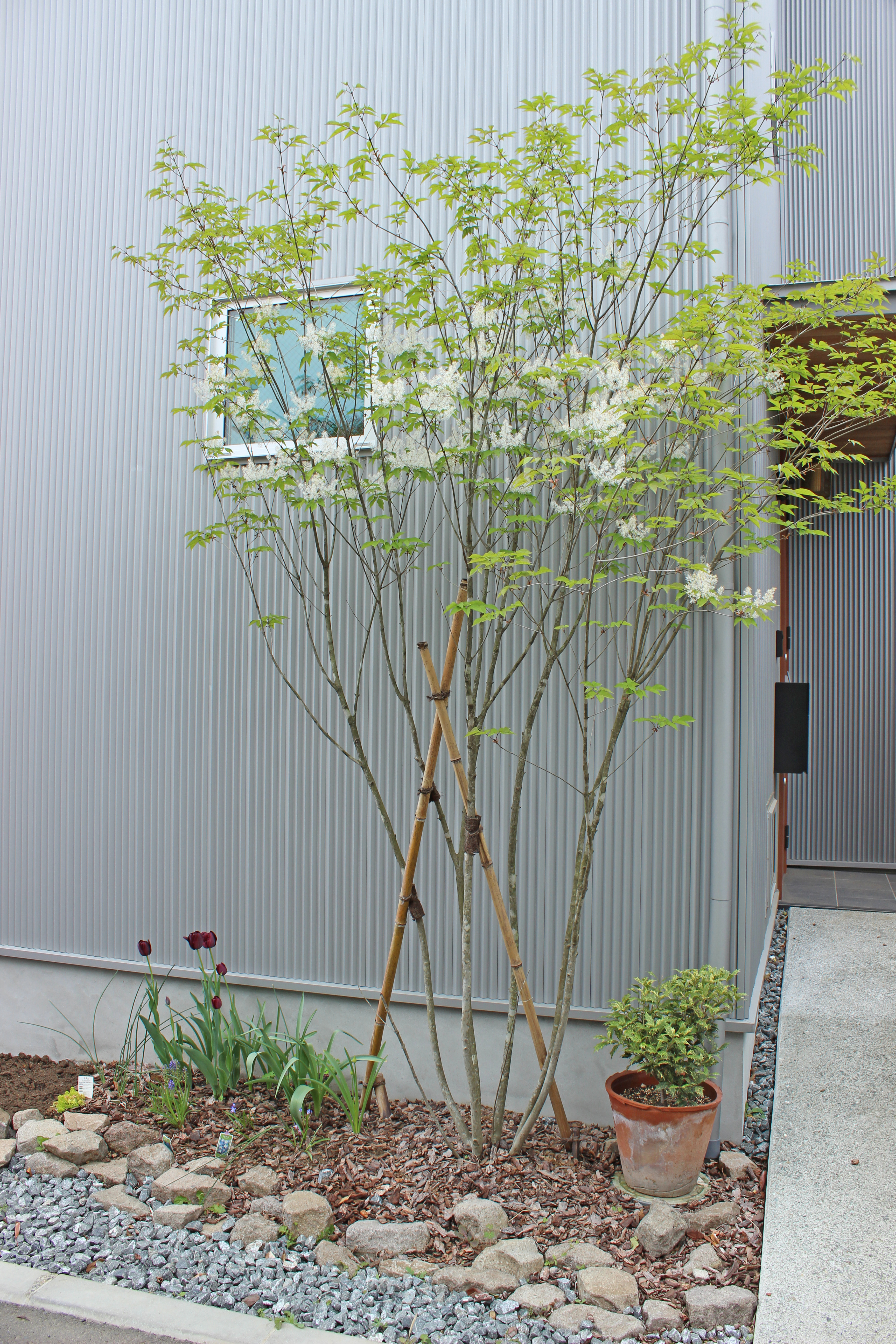 ナチュラルガーデンに大人気 雑木風樹木 アオダモ 横浜 川崎のエクステリア 工事なら新建エクスプランニング
