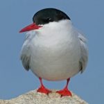 北極と…南極と…の、極限を旅する白い鳥。