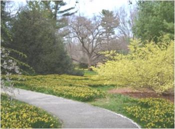 buttercup winter-hazel