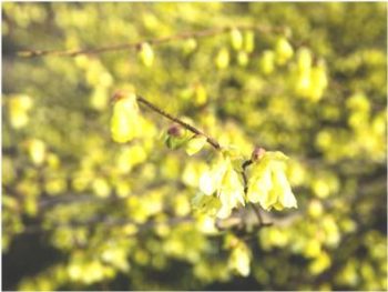 buttercup winter-hazel