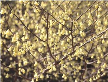 buttercup winter-hazel