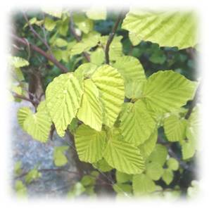 buttercup winter-hazel