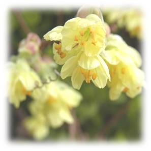 buttercup winter-hazel