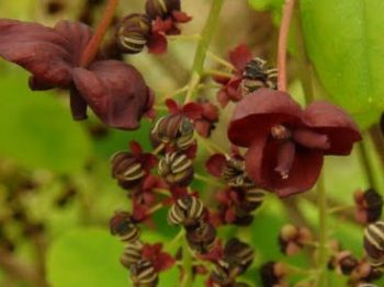 アケビの花