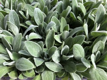 lamb's-ear