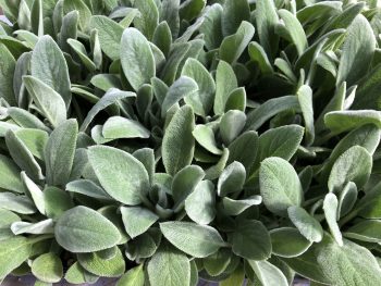 lamb's-ear