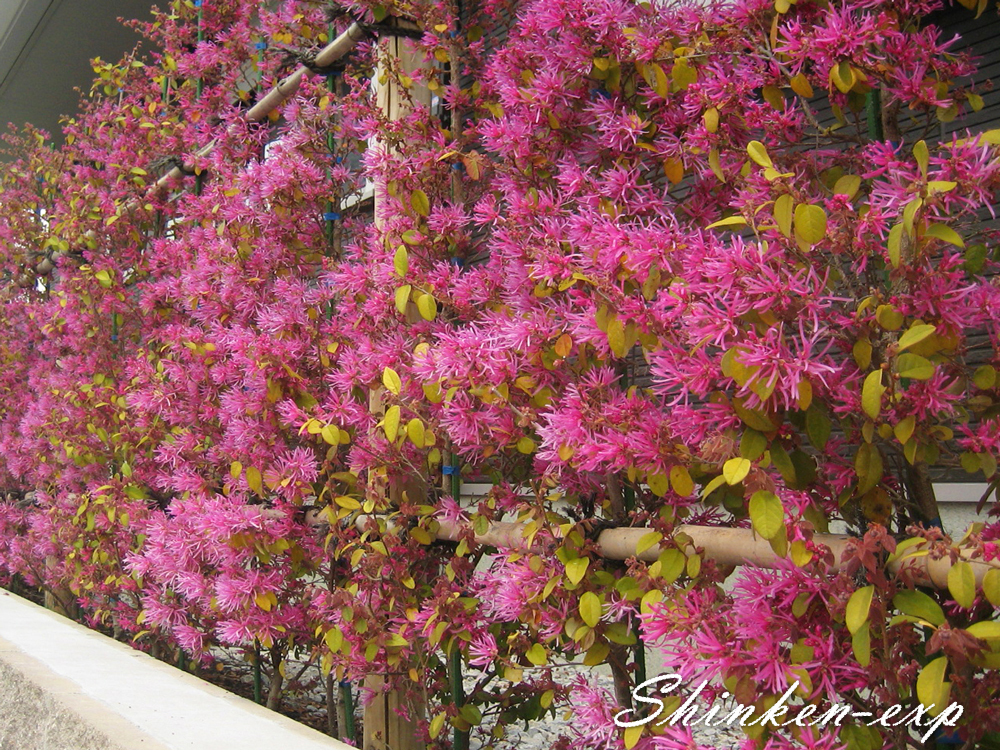 花も葉もおすすめ！『ベニバナトキワマンサク』常緑樹 | ガーデンエクステリア工事なら新建エクスプランニング