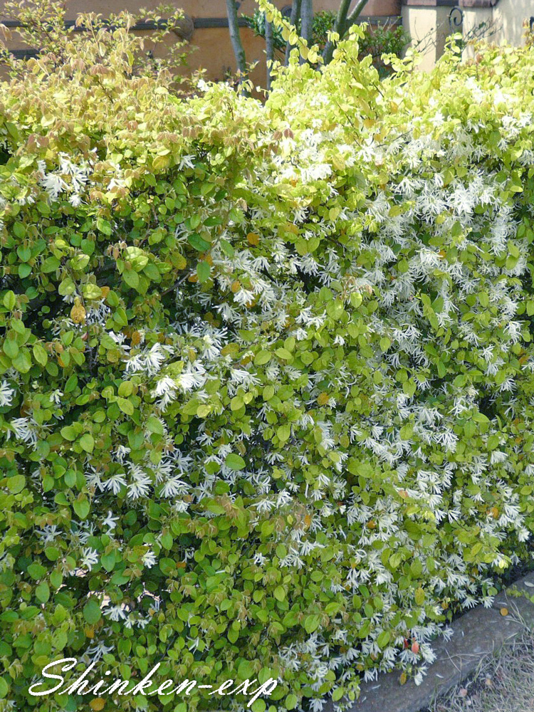 花も葉もおすすめ シロバナトキワマンサク 常緑樹 横浜 川崎のエクステリア 工事なら新建エクスプランニング