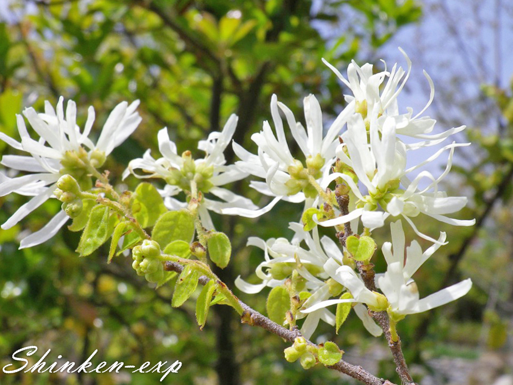 ラブリートキワマンサク 白 最高の花の画像