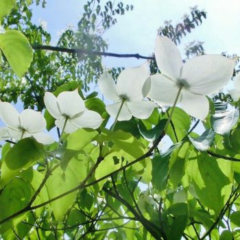梅雨空のガーデンに映える白い花『ヤマボウシ』
