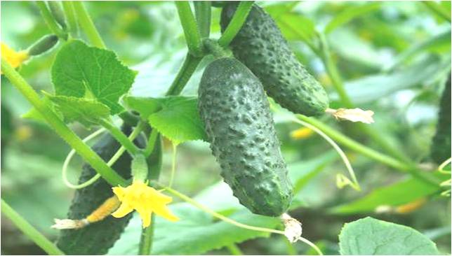 Cucumber green curtain