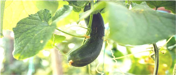 Cucumber green curtain