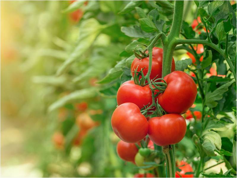 Tomato of green curtain