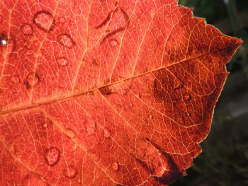 Deciduous trees